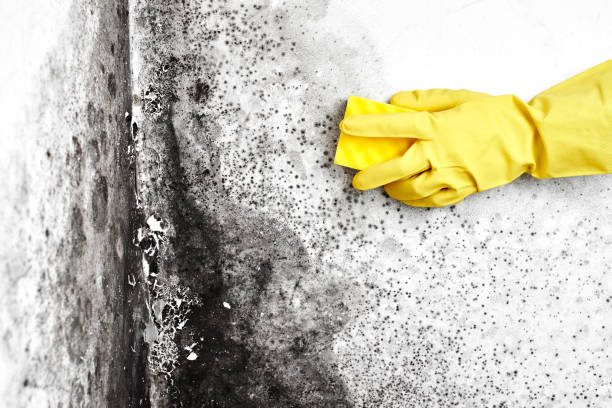 Mold Removal and Inspection in Olivet, MI