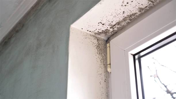 Best Professional Mold Removal  in Olivet, MI