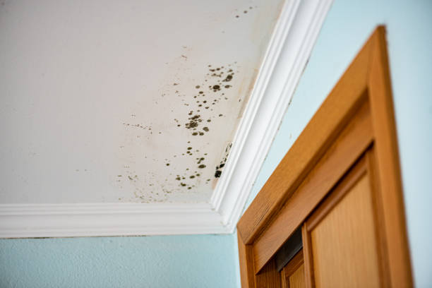 Best Local Mold Removal Service  in Olivet, MI