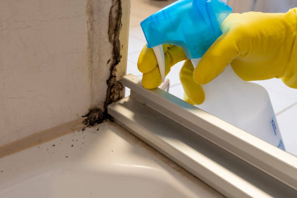 Best Mold Remediation  in Olivet, MI