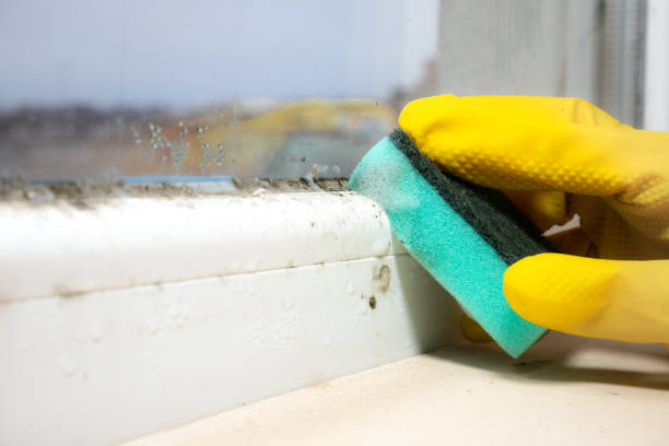 Best Office Mold Removal Services  in Olivet, MI