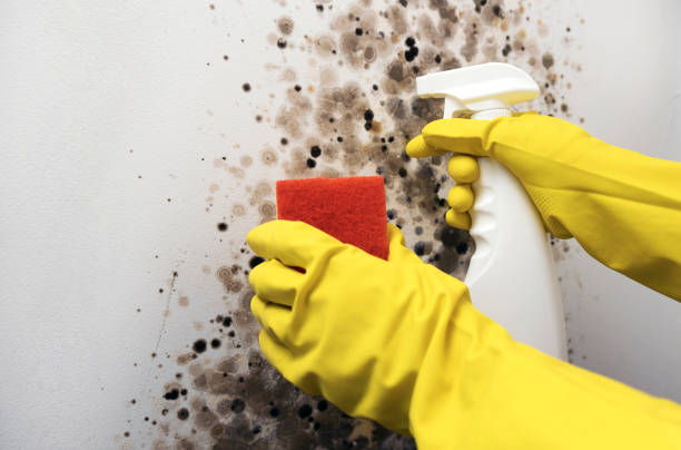 Best Attic Mold Removal  in Olivet, MI