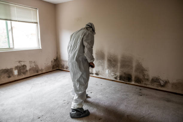 Best Fast Mold Removal  in Olivet, MI