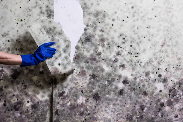 Best Black Mold Removal  in Olivet, MI