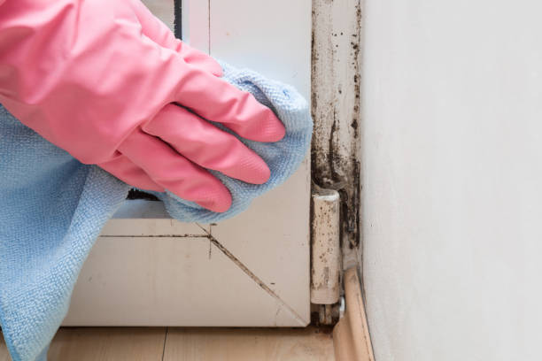 Best Attic Mold Removal  in Olivet, MI