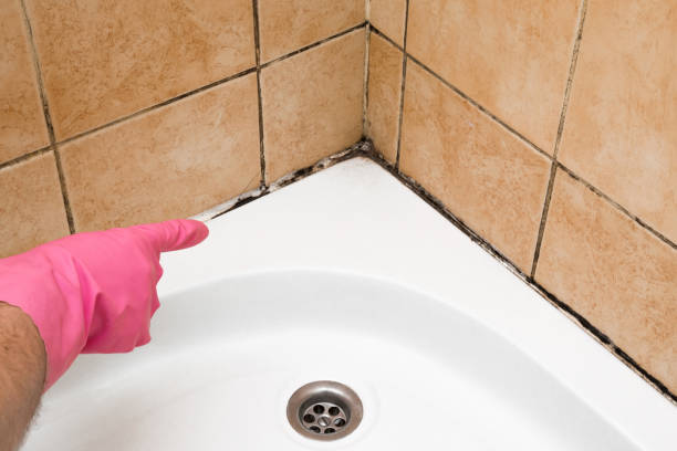 Best Mold Cleaning Services  in Olivet, MI